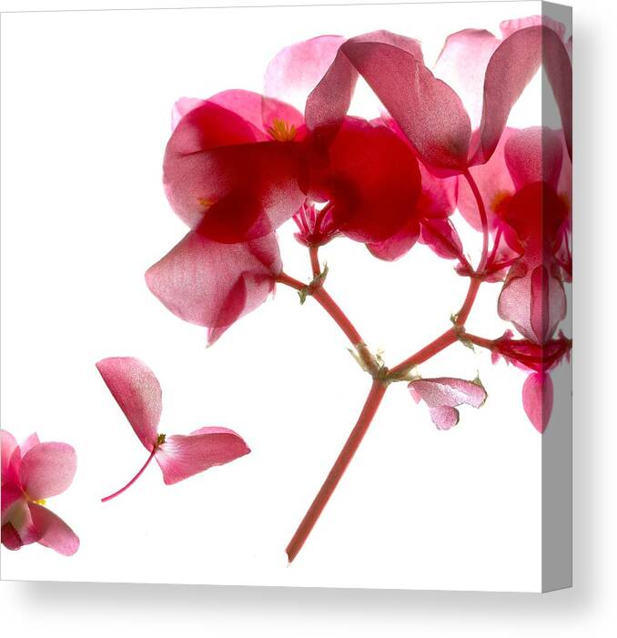 Pink Canvas Print featuring the digital art Begonia Pink VII by Julia McLemore