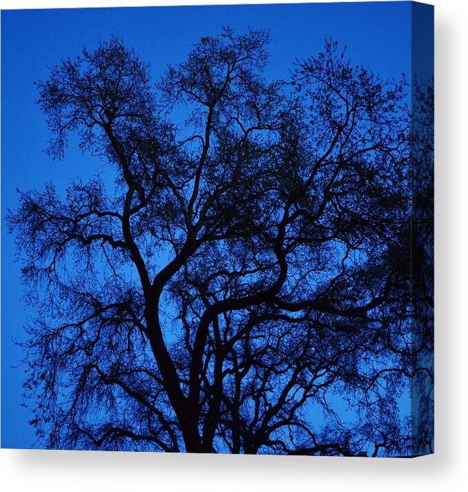 Oak Canvas Print featuring the photograph Big Blue Sky Oak by Marilyn MacCrakin