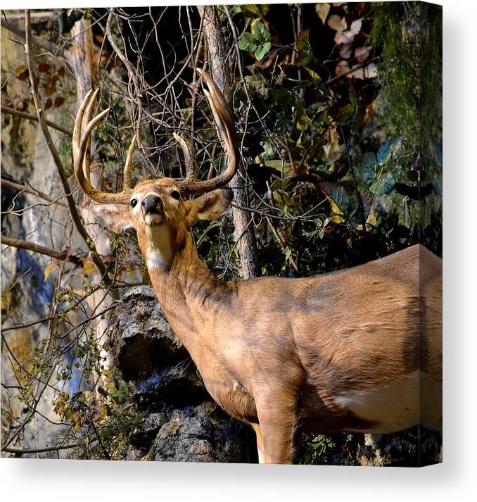 Deer Canvas Print featuring the photograph Buck On A Ridge by Deena Stoddard