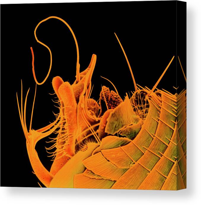 Penis Canvas Print featuring the photograph Coloured Sem Of A Flea Penis by K. H. Kjeldsen/science Photo Library