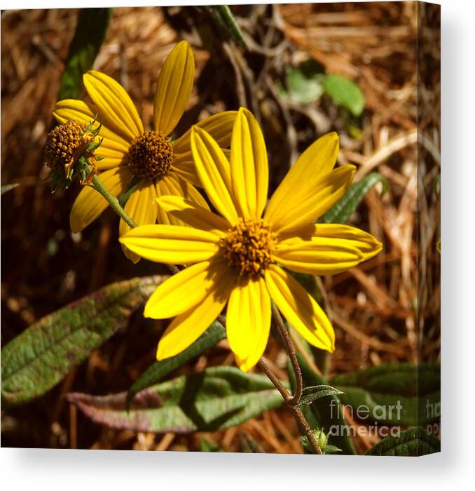 Cosmos Canvas Print featuring the photograph Cosmos flower by Andrea Anderegg