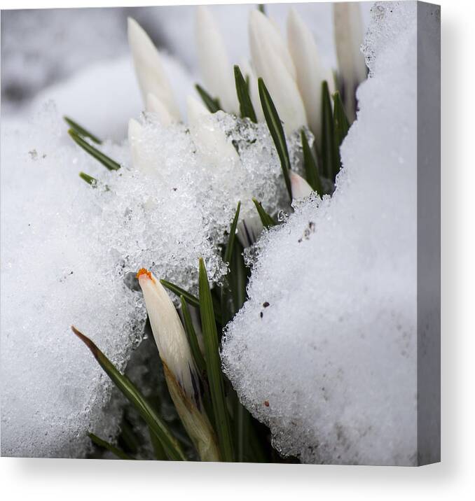 Crocus Canvas Print featuring the photograph Crocus by Spikey Mouse Photography