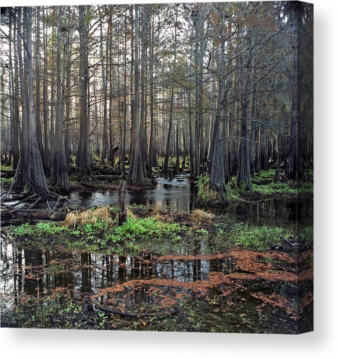 Chris Kusik Canvas Print featuring the photograph Cypress Swamp I. Jane Green Creek. by Chris Kusik