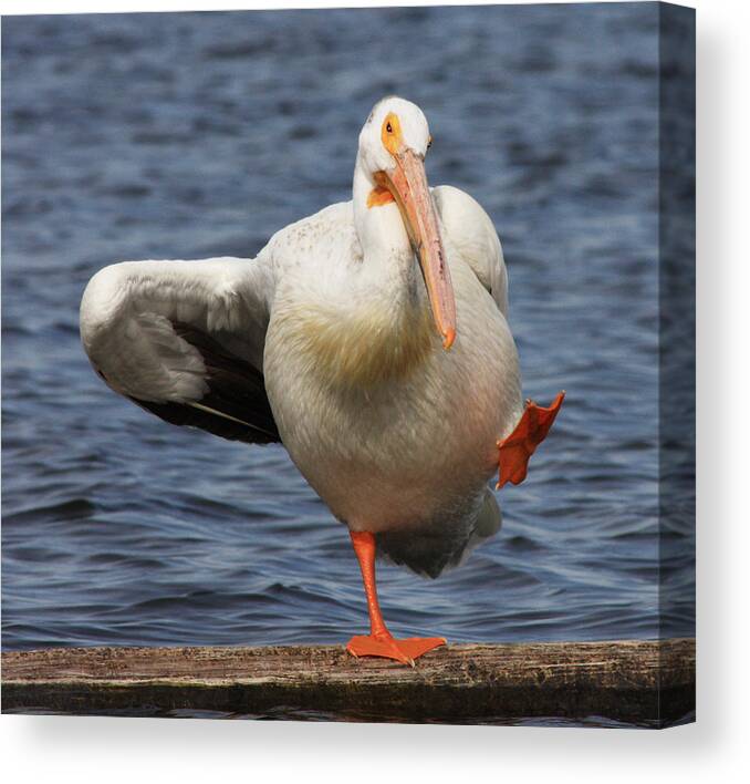 Pelican Canvas Print featuring the photograph Dancing The Funky Chicken by Shane Bechler