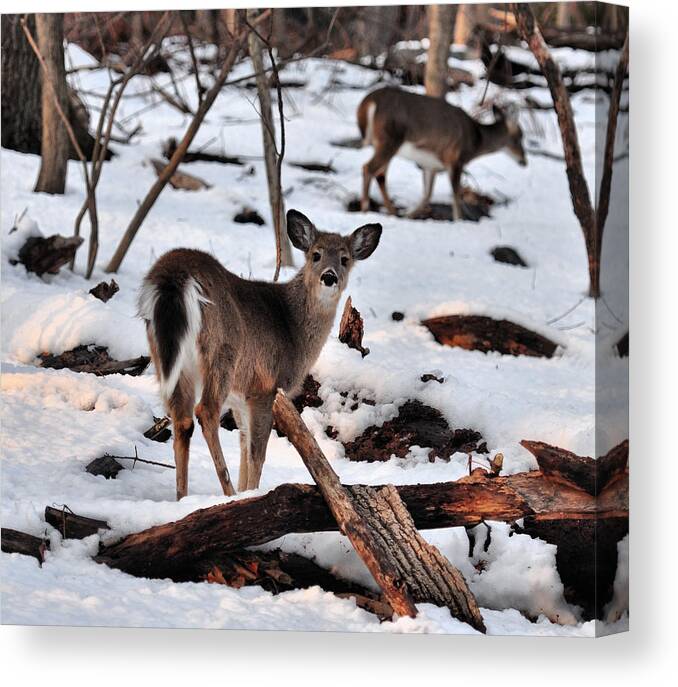 Deer Canvas Print featuring the photograph Deer and Snow by Russel Considine