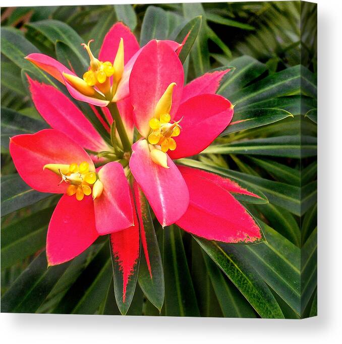 Beautiful Canvas Print featuring the photograph Exotic red flower by Joan Reese