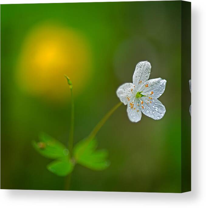 2011 Canvas Print featuring the photograph False Rue Anemone by Robert Charity