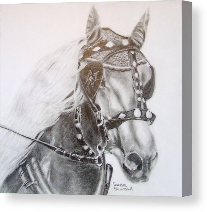 Sandra Muirhead Artist Animal Portraits Pencil Art Horses Canvas Print featuring the drawing Fer A Cheval by Sandra Muirhead