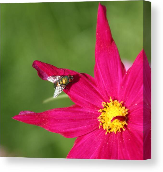 Flowers Canvas Print featuring the photograph Fly on Cosmos by Valerie Stein