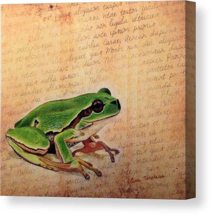 Frog Canvas Print featuring the drawing Frog on Paper by Ana Tirolese