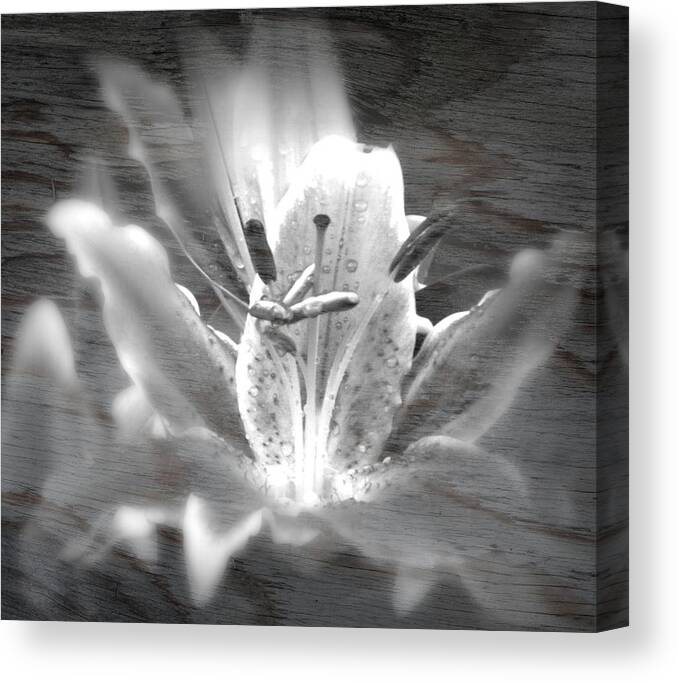 Flower Canvas Print featuring the photograph Ghost Flower by Amanda Eberly