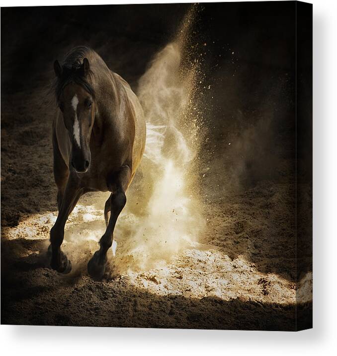 Horse Canvas Print featuring the photograph Gold Dust by Pamela Steege