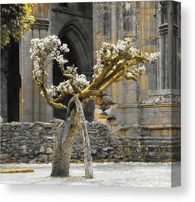 Alone Tree Canvas Print featuring the photograph Golden elderly by Elena Perelman