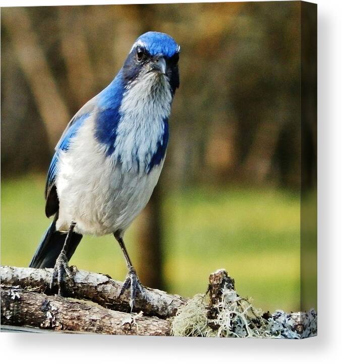 Jay Canvas Print featuring the photograph Grumpy Jay by VLee Watson