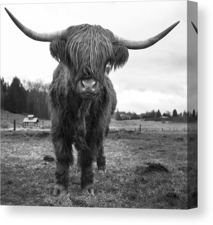 Highland Cow Canvas Print featuring the photograph Happy Highland Cow by Sonya Lang