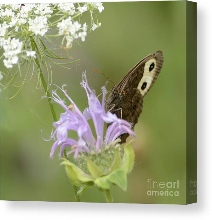 Mountain Meadow Canvas Print featuring the photograph High Meadow Memory by Randy Bodkins