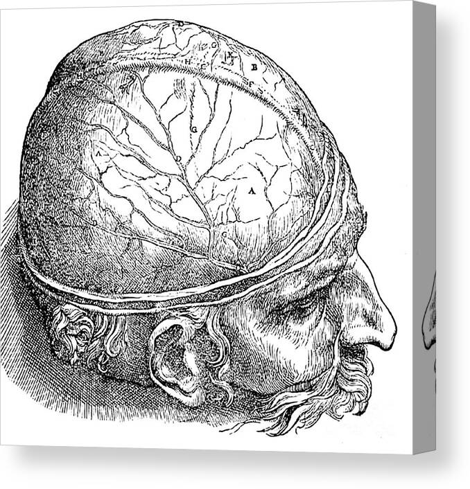Science Canvas Print featuring the photograph Human Brain Vesalius 16th Century by Science Source