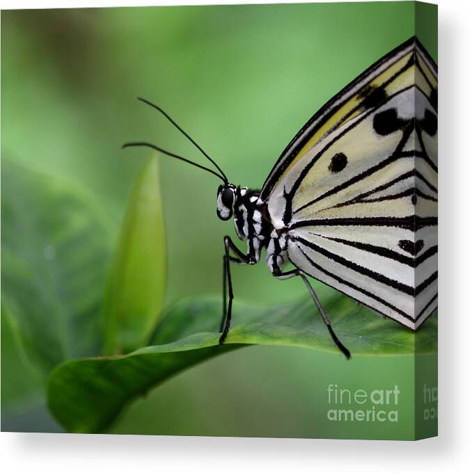 Paper Kite Canvas Print featuring the photograph I'm ready for my close-up by Ruth Jolly