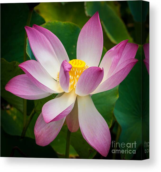 Flower Canvas Print featuring the photograph Jungle Garden Flower by Blake Webster