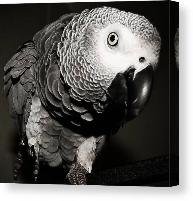 Parrot Canvas Print featuring the photograph Kaja B W by Paulina Szajek