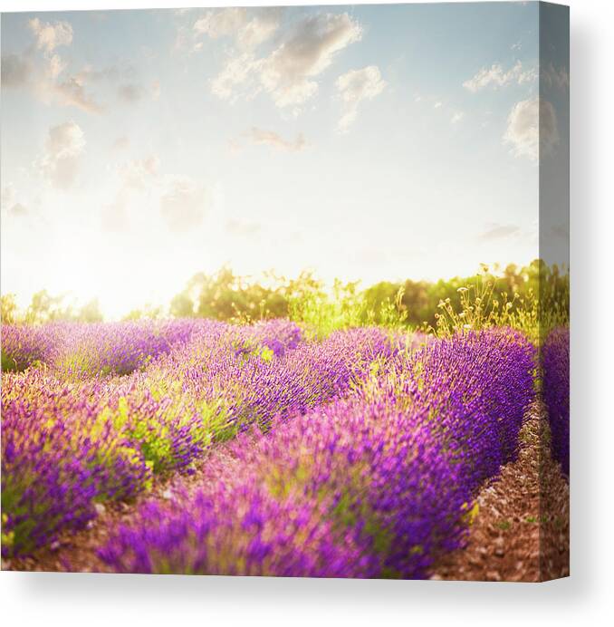 Scenics Canvas Print featuring the photograph Lavender Field In Sunny Day by Brzozowska