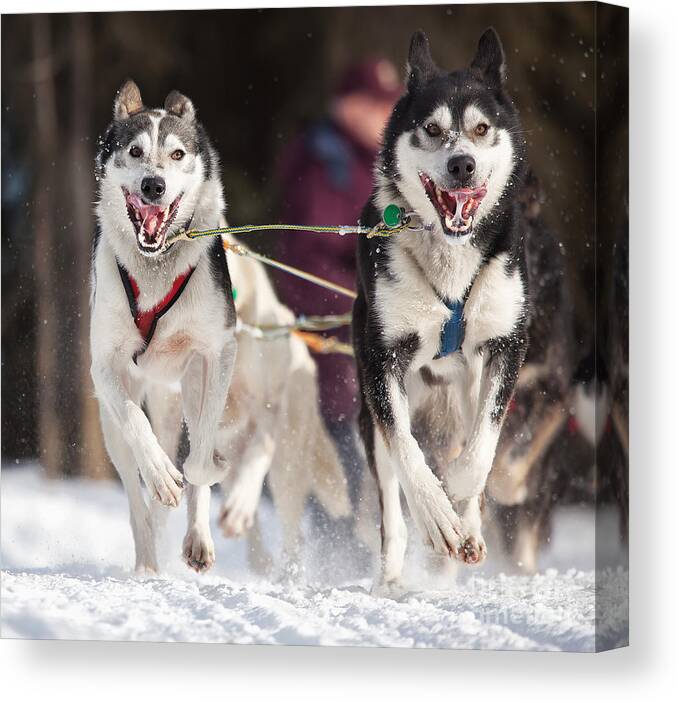 Daytime Canvas Print featuring the photograph Lead Dogs by Mike Criss