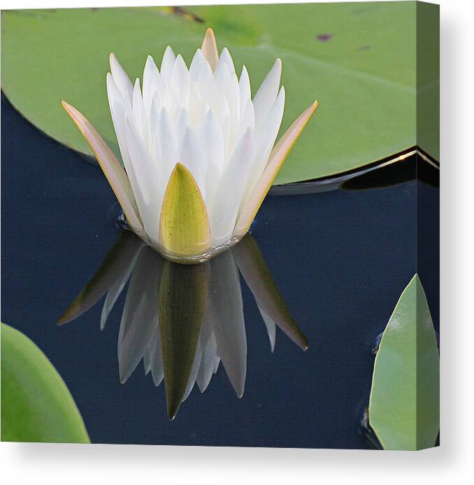 Blurred Canvas Print featuring the photograph Lily by Dart Humeston