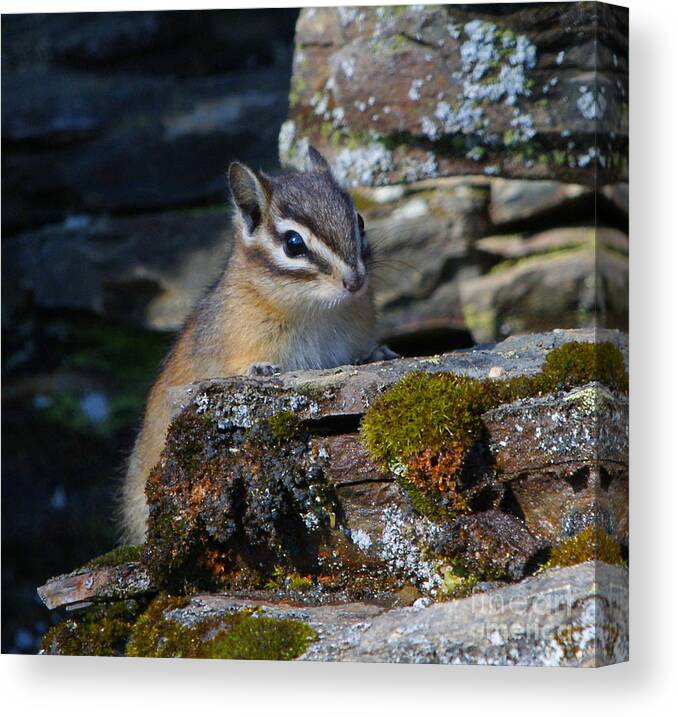 Chipmunk Canvas Print featuring the photograph Little Chipmunk by Loni Collins