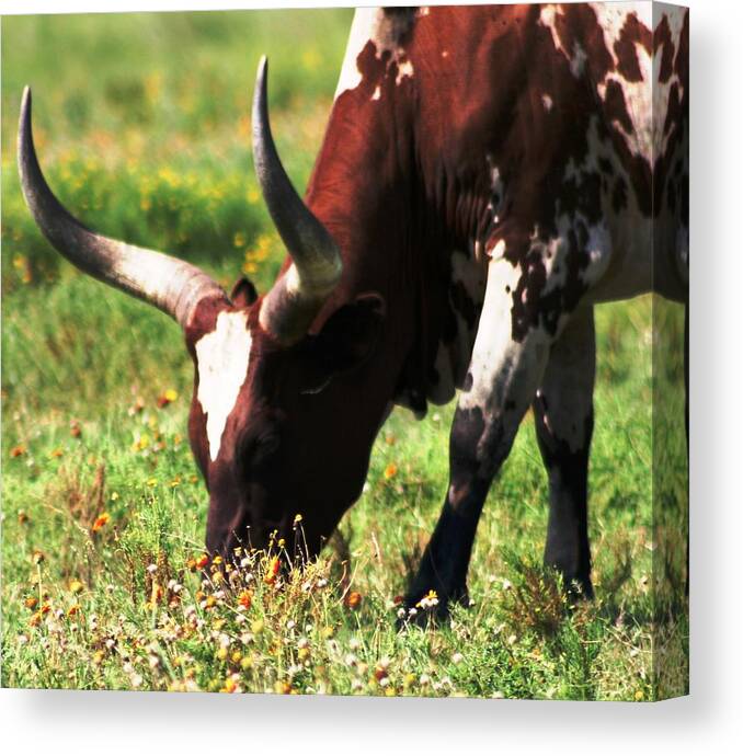 Longhorn Canvas Print featuring the photograph Longhorn Steer by Audreen Gieger