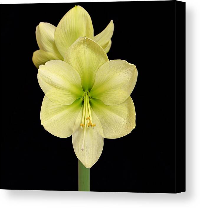 Amaryllis Canvas Print featuring the photograph Moonlight Amaryllis by Sandy Keeton