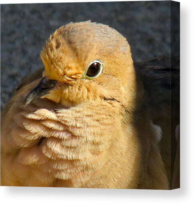 Mourning Dove Canvas Print featuring the photograph Mourning Dove by Shelissa Dawn Savage