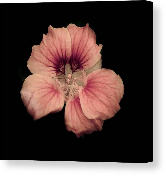 Flora Canvas Print featuring the photograph Night Bloom by Craig Watanabe