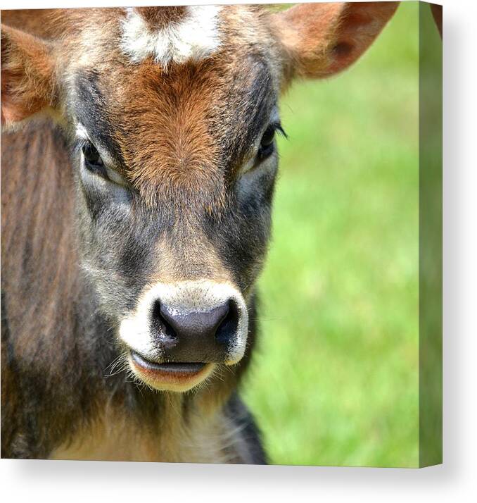 Bull Canvas Print featuring the photograph No Bull by Deena Stoddard