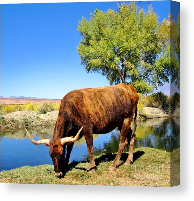 Steer Canvas Print featuring the photograph One Big Boy by Marilyn Diaz