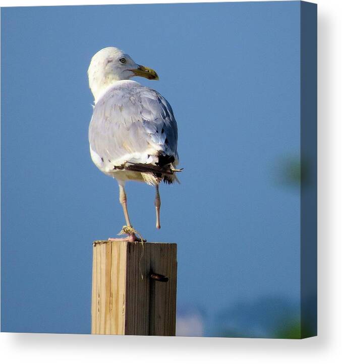 Seagull Canvas Print featuring the photograph One Foot Seagull by Diane Carlson