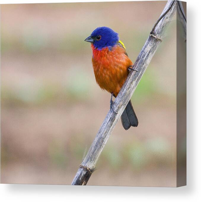  Bunting Canvas Print featuring the photograph Painted Bunting by Jim E Johnson