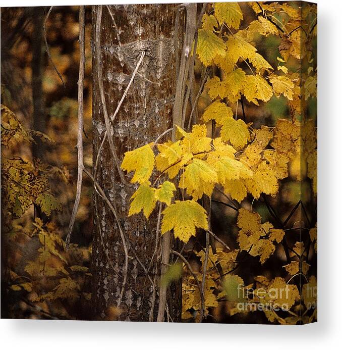 Maple Leaves Canvas Print featuring the photograph Patterns of Fall by Sharon Elliott