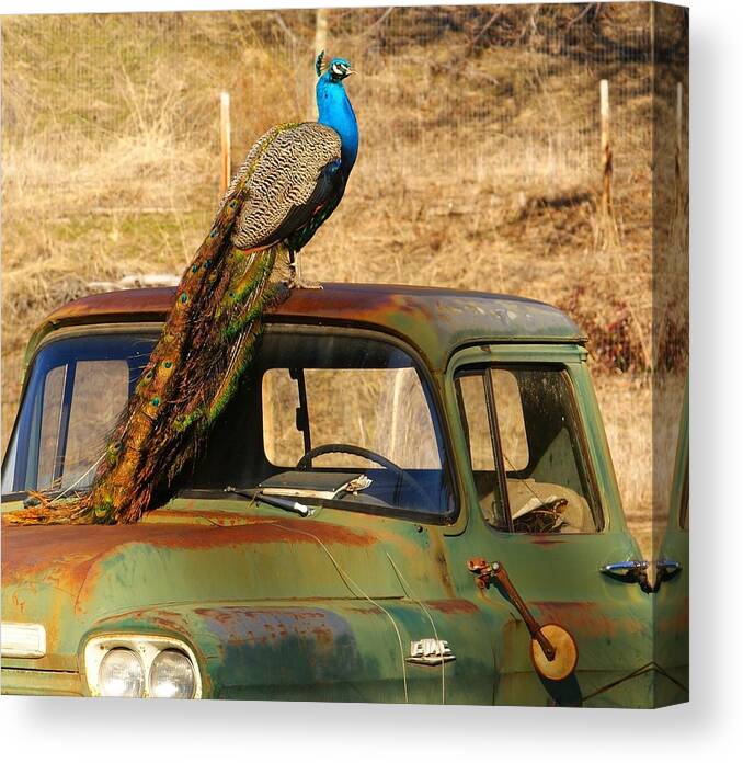 Bird Canvas Print featuring the photograph Peacock on Old GMC Truck 3 by Loni Collins