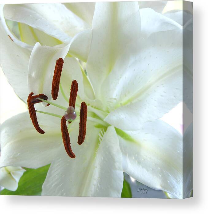 Photography Canvas Print featuring the photograph Pollinated white tiger lily by Julianne Felton