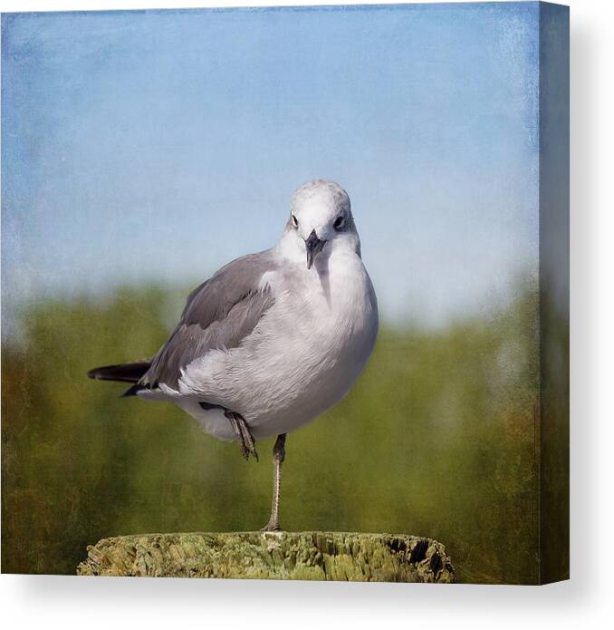 Seagull Canvas Print featuring the photograph Posing Seagull by Kim Hojnacki