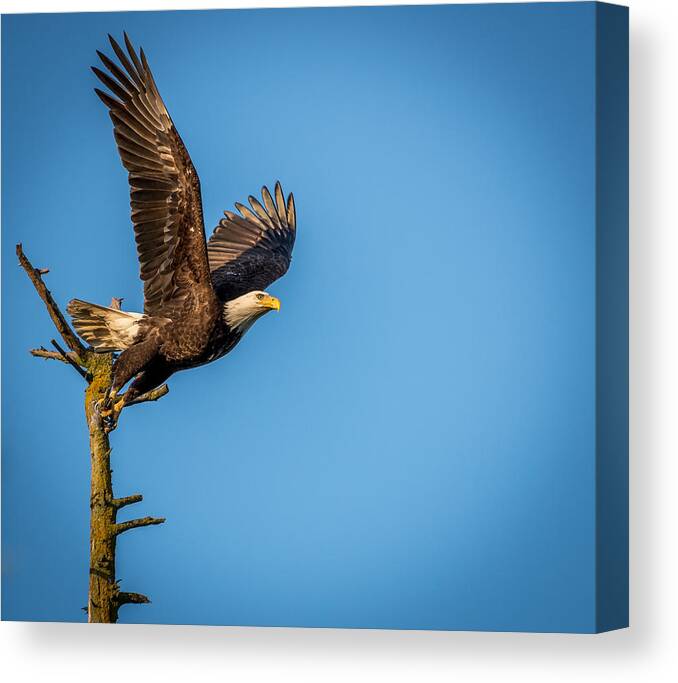 Eagle Canvas Print featuring the photograph Ready for Takeoff by Jerry Cahill