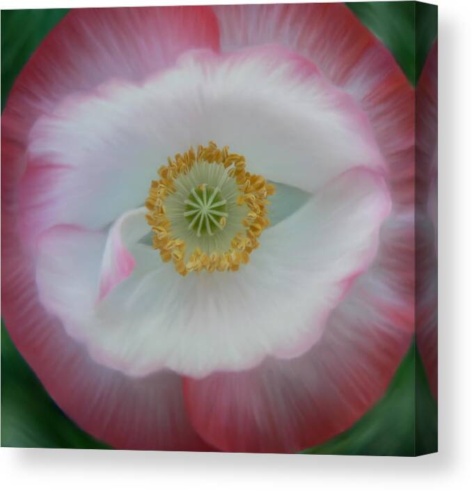 Poppy's Eye Canvas Print featuring the photograph Red Eye Poppy by Barbara St Jean