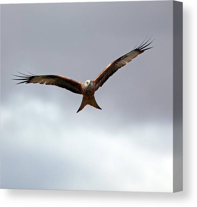 Bird Canvas Print featuring the photograph Red Kite in flight by Grant Glendinning