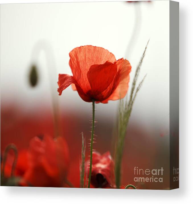 Poppy Canvas Print featuring the photograph Red Poppy Flowers by Nailia Schwarz