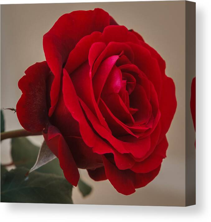 Florida Canvas Print featuring the photograph Red Rose by Jane Luxton