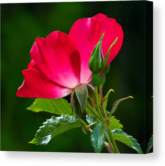 Rose Canvas Print featuring the photograph Red rose by Jean Noren