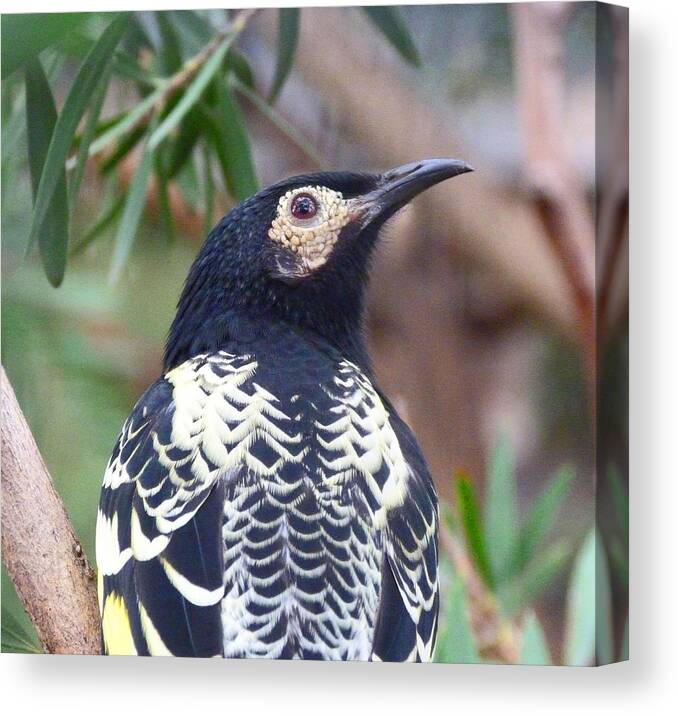 Regent Honeyeater Canvas Print featuring the photograph Regent Honeyeater by Margaret Saheed