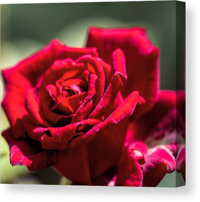 Red Canvas Print featuring the photograph Rose by Leif Sohlman