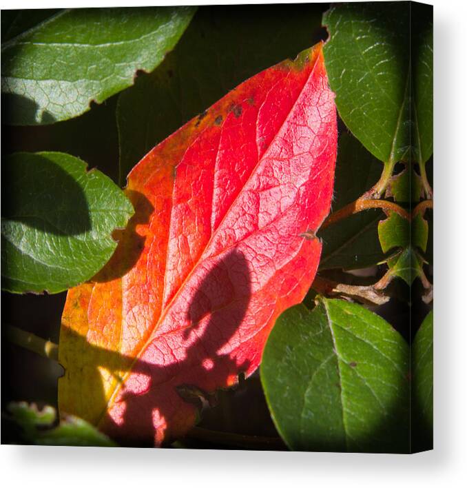 Bush Canvas Print featuring the photograph Saturated in the Middle by Renette Coachman