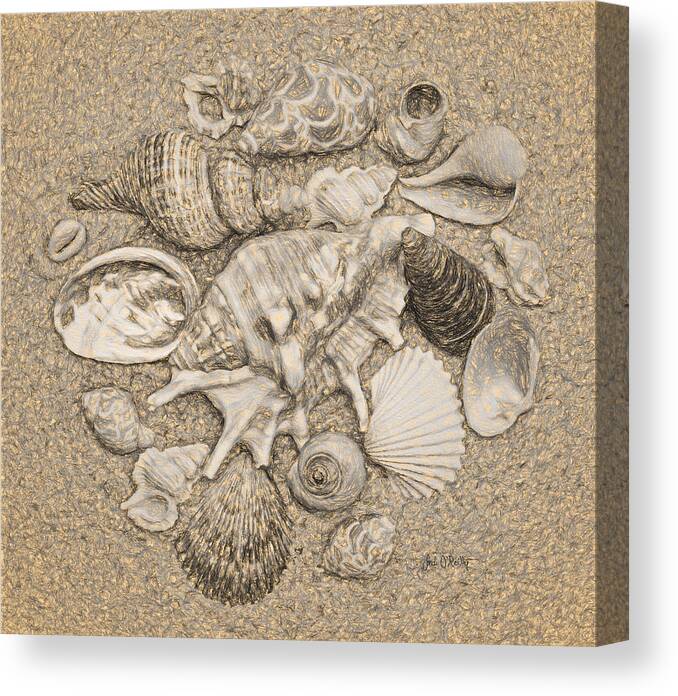 Seashells Canvas Print featuring the digital art Seashells Collection Drawing by Sandi OReilly